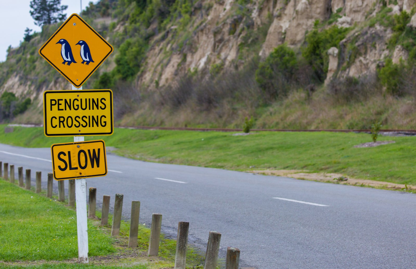 road sign penguin crossing in oamaru new zealand